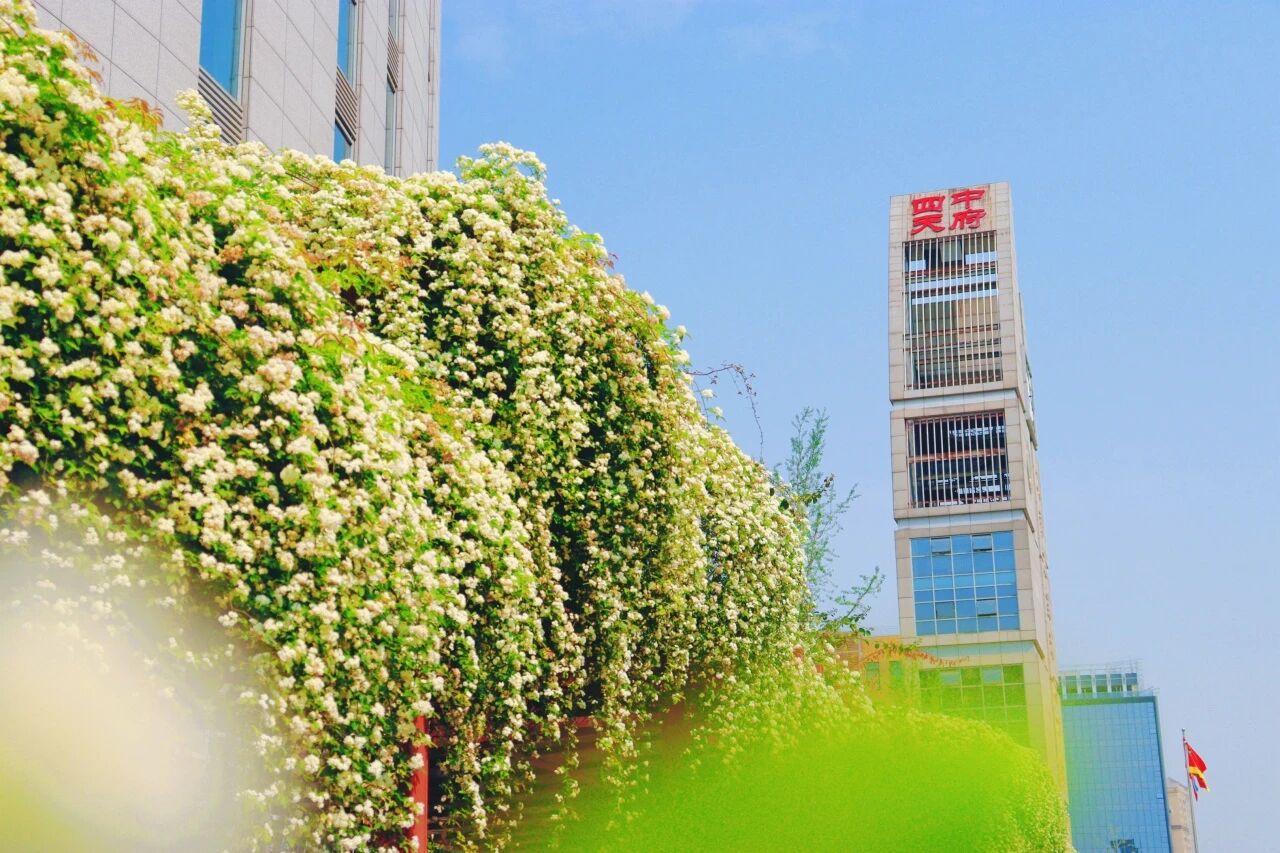 昆明世青bibo体育网页平台介绍开设